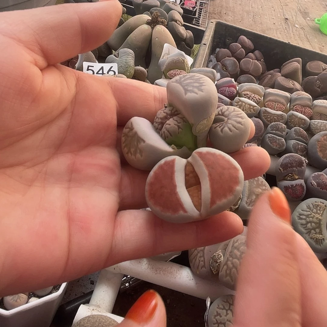 大*恋生石花3颗5470000