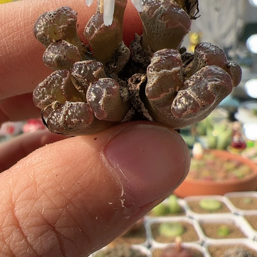 【闪购商品】73 福利