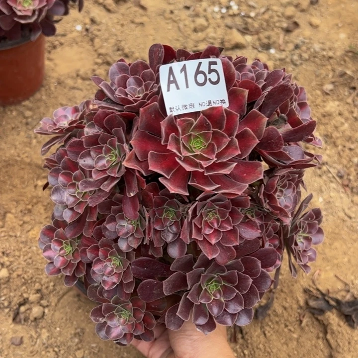 花哪微瑕多肉植物165.