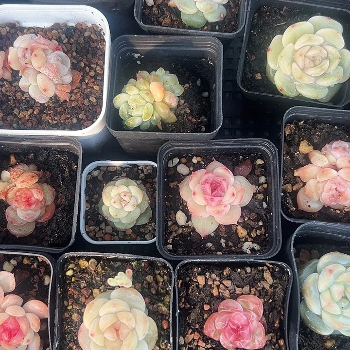 多肉植物一颗一颗的