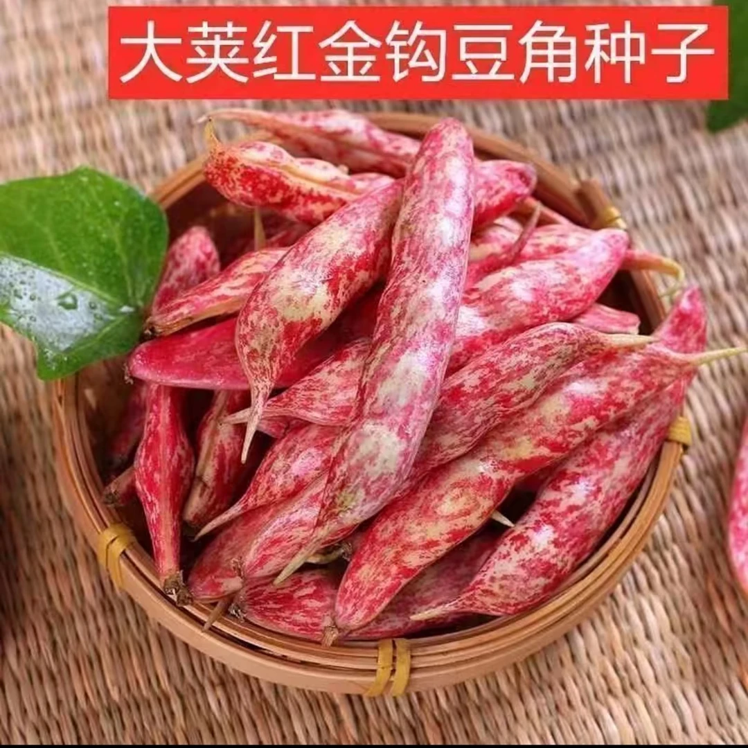 【花胖墩面豆角种子】家庭阳台小院盆栽地栽四季种植