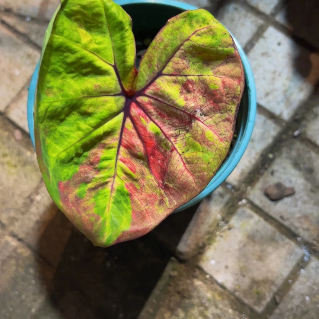 ****完全开放6041泰彩