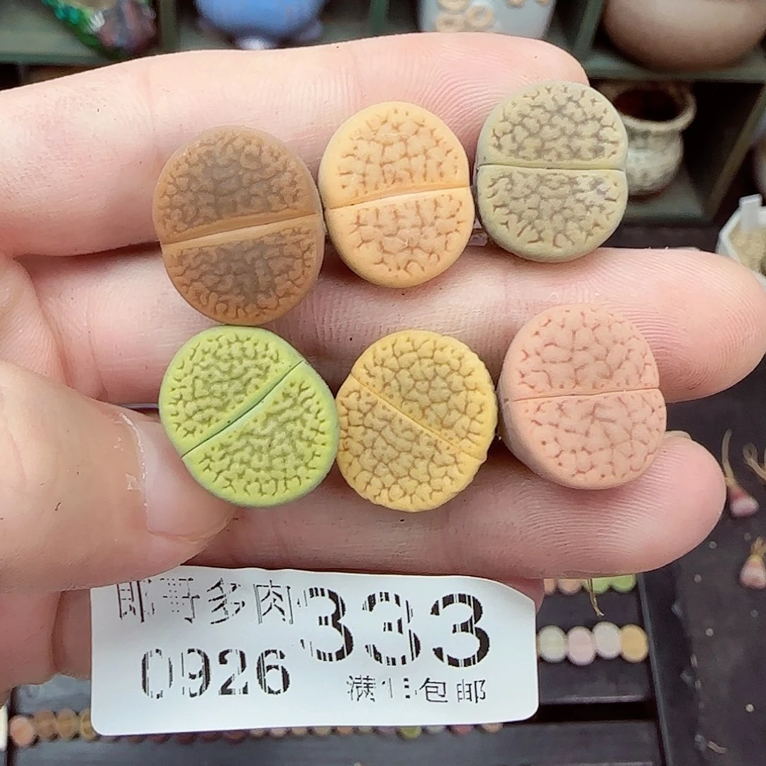 满满18包邮0926-333