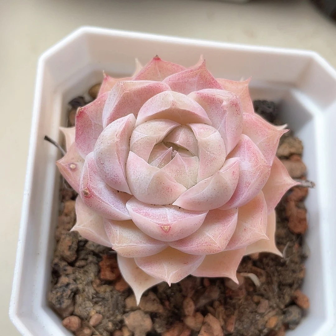 优选粉黛女王1003