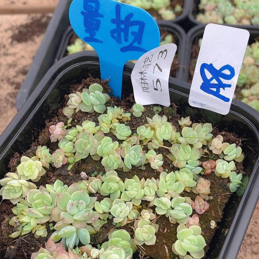 量拍多肉植物多肉植物573