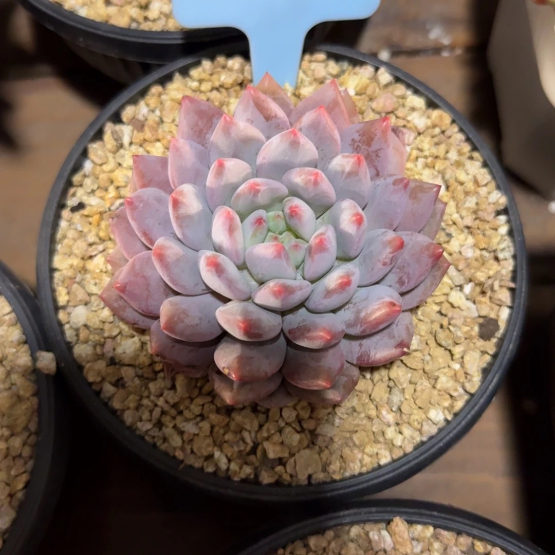 半夏杂1111111111111111111