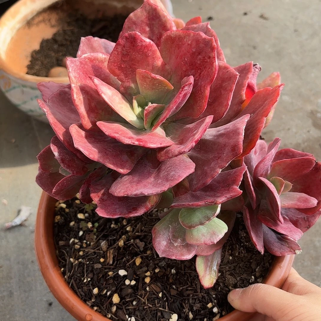 同温层多肉钻石锦292