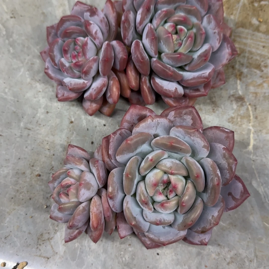 香橙双头 2颗 一物一拍