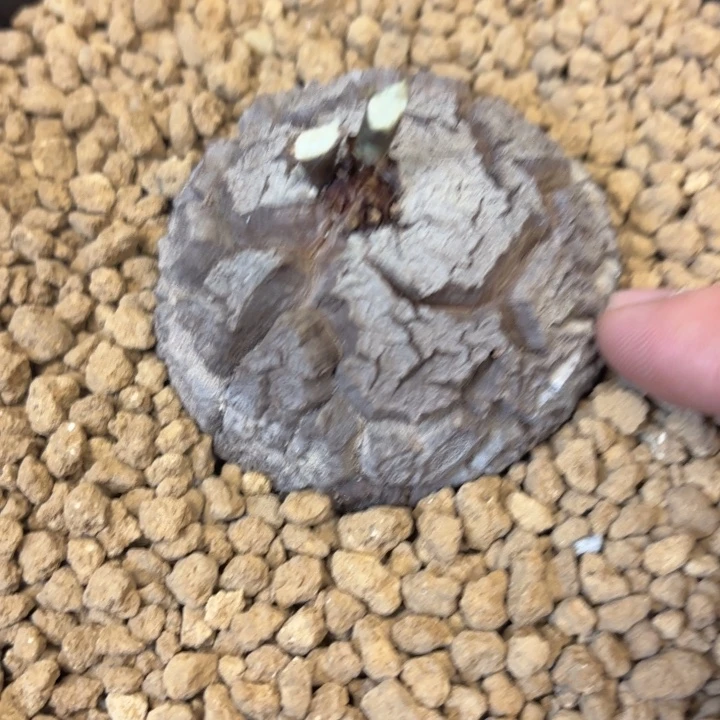 841 南非龟甲龙带盆包邮