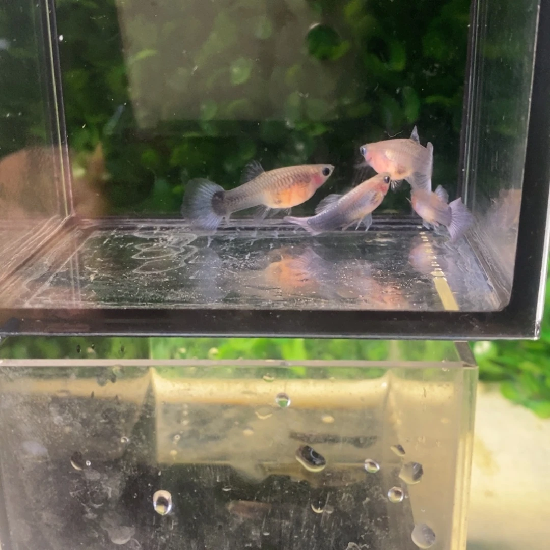 孔雀鱼蓝灰色蓝礼服玻璃你两对