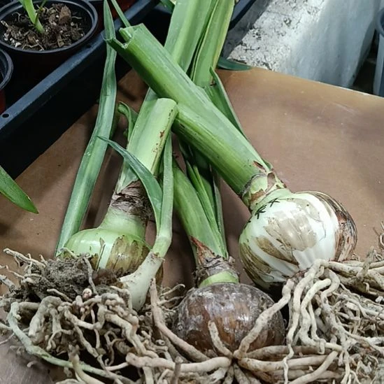 旋***！无花朵气质美女三个