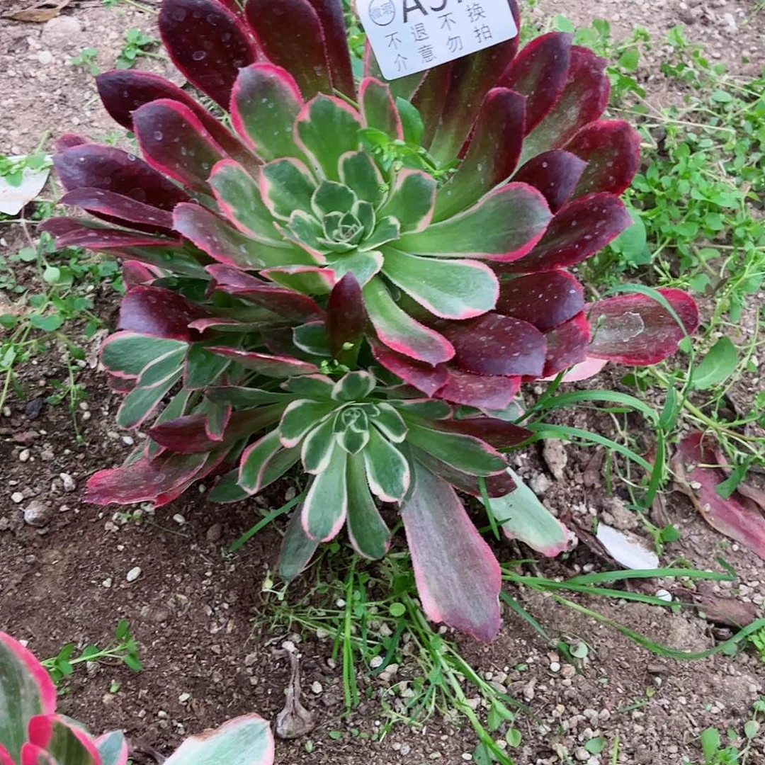 多肉植物979多肉