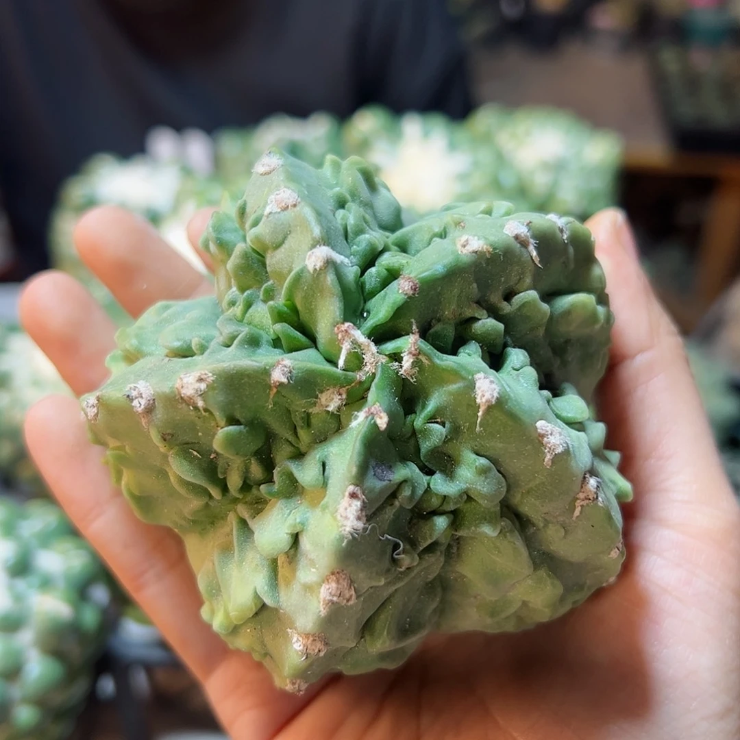 30号苗接无根核桃鸾凤玉9公分