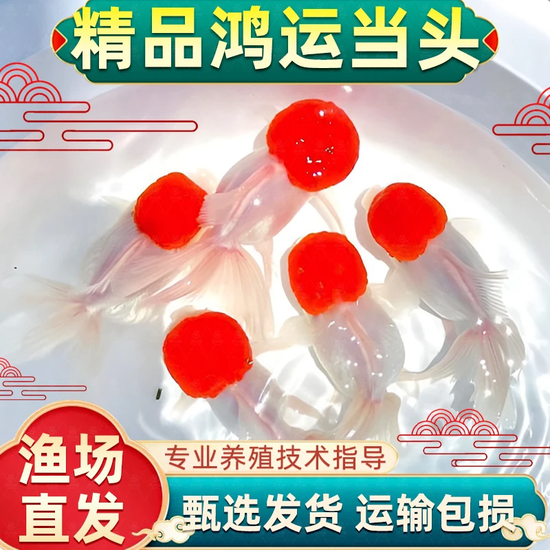 鱼观赏鱼金鱼观赏鱼好养耐活小金鱼冷水鱼龙睛金鱼鸿运当头金鱼