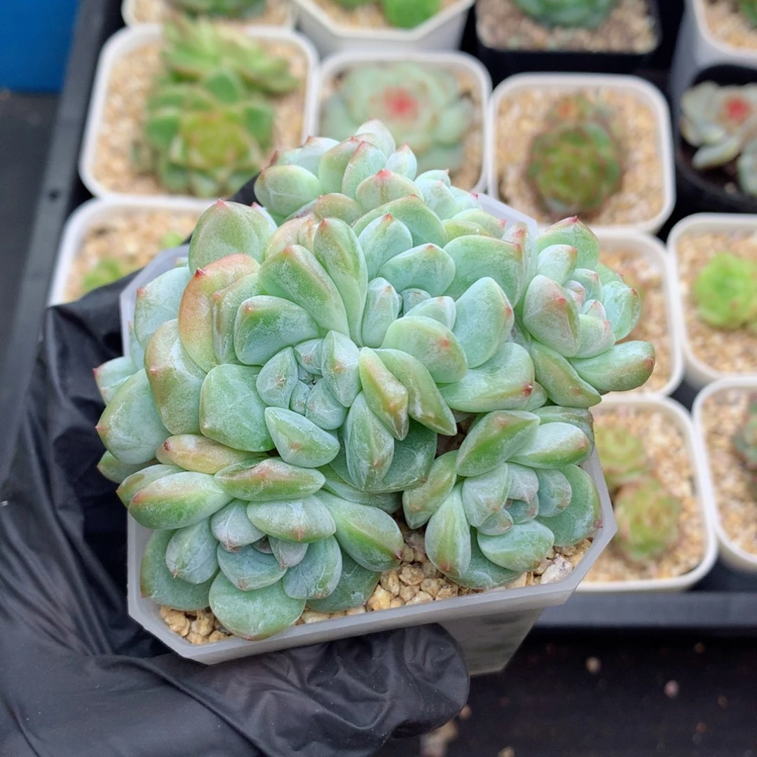58包邮  群生不包整糖心群96