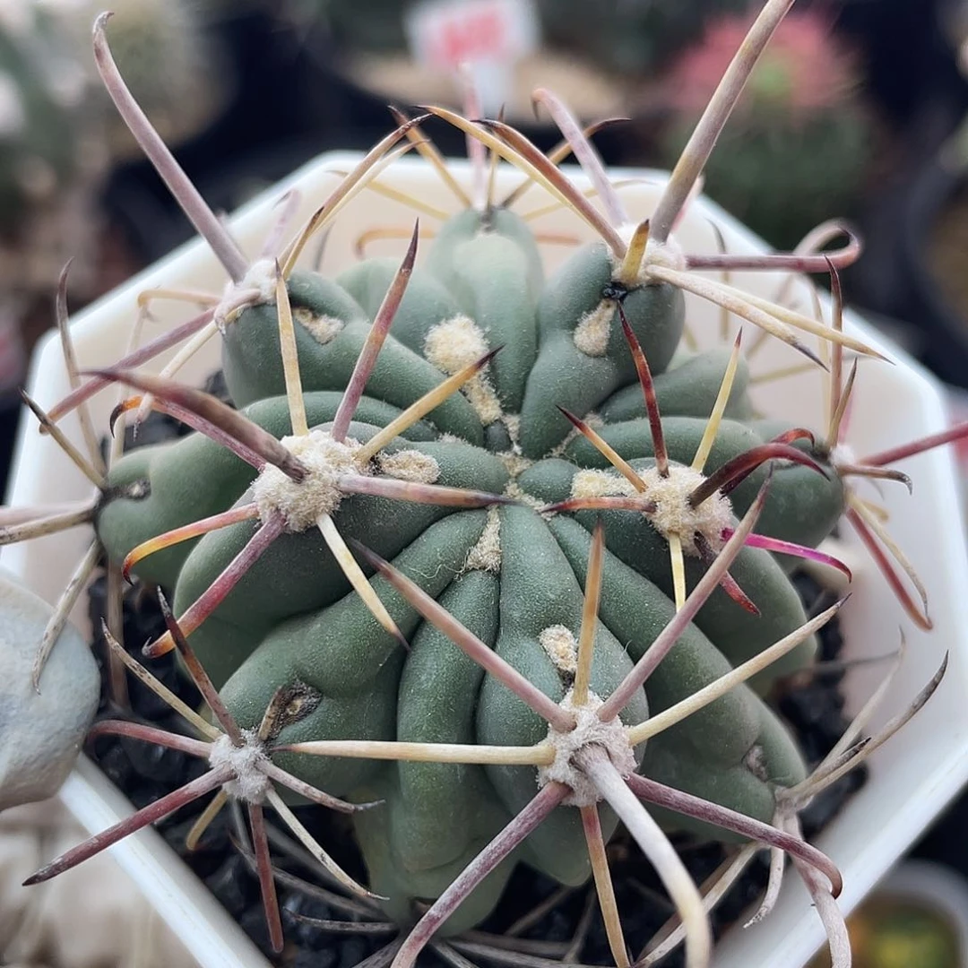 实生勾刺庆松玉仙人球