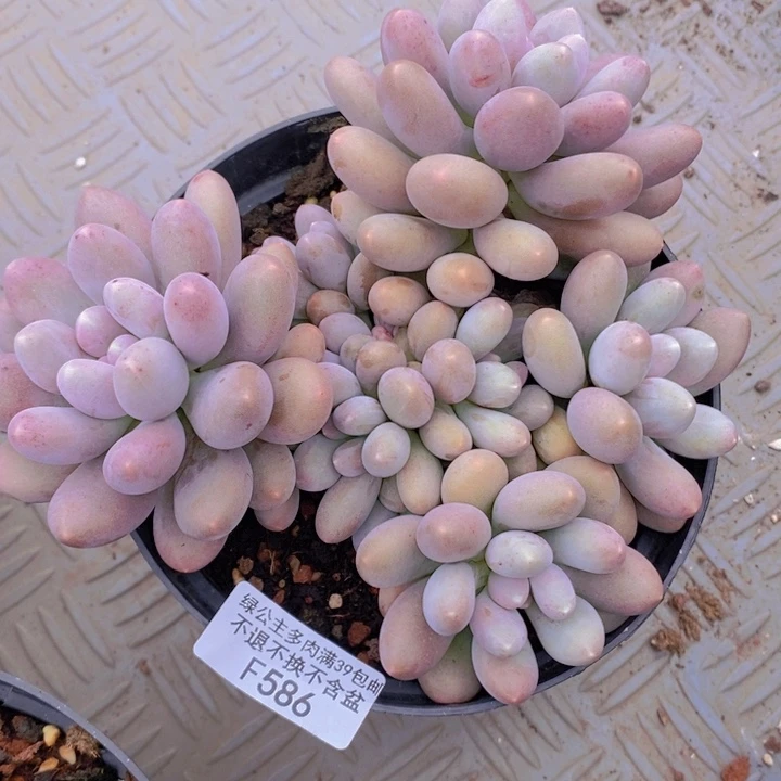 蛋黄奶15cm586多肉植物