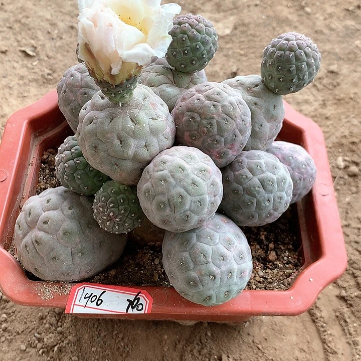 【闪购商品】15头无刺绿皮洞洞习