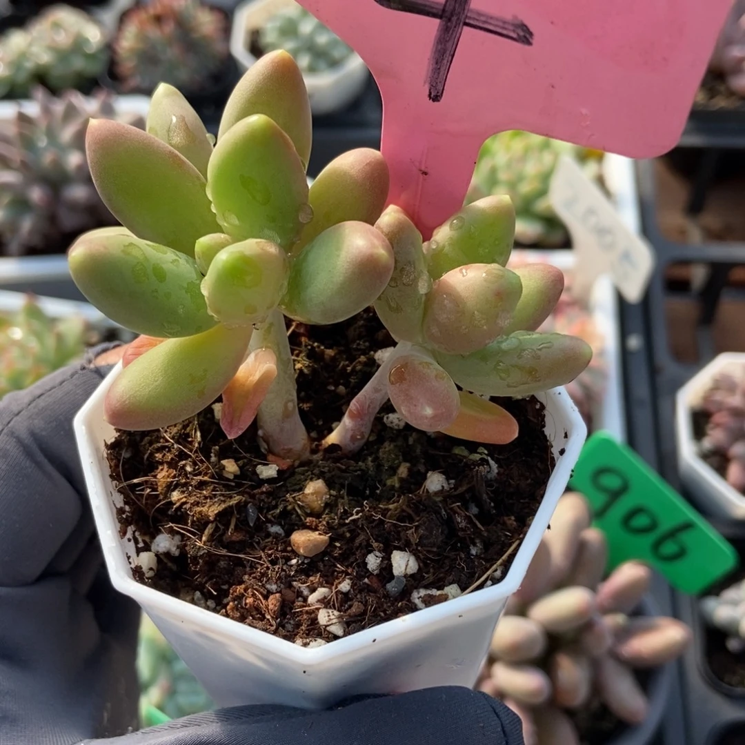 4芒果美人多肉植物