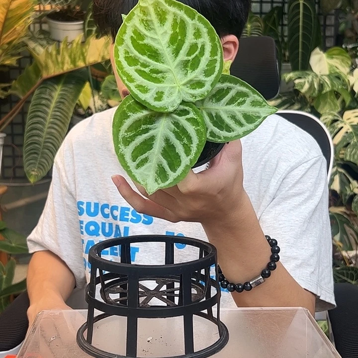 冷****完全开放一物一拍Q88