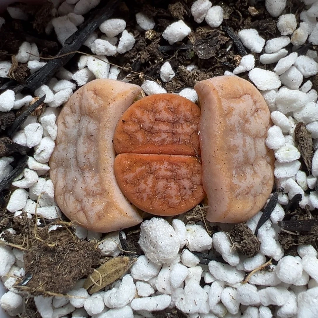 【闪购商品】269……