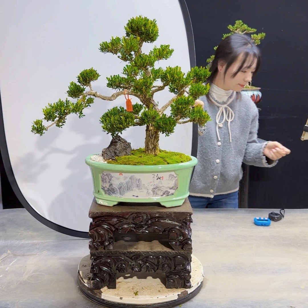 高端盆景艺术作品