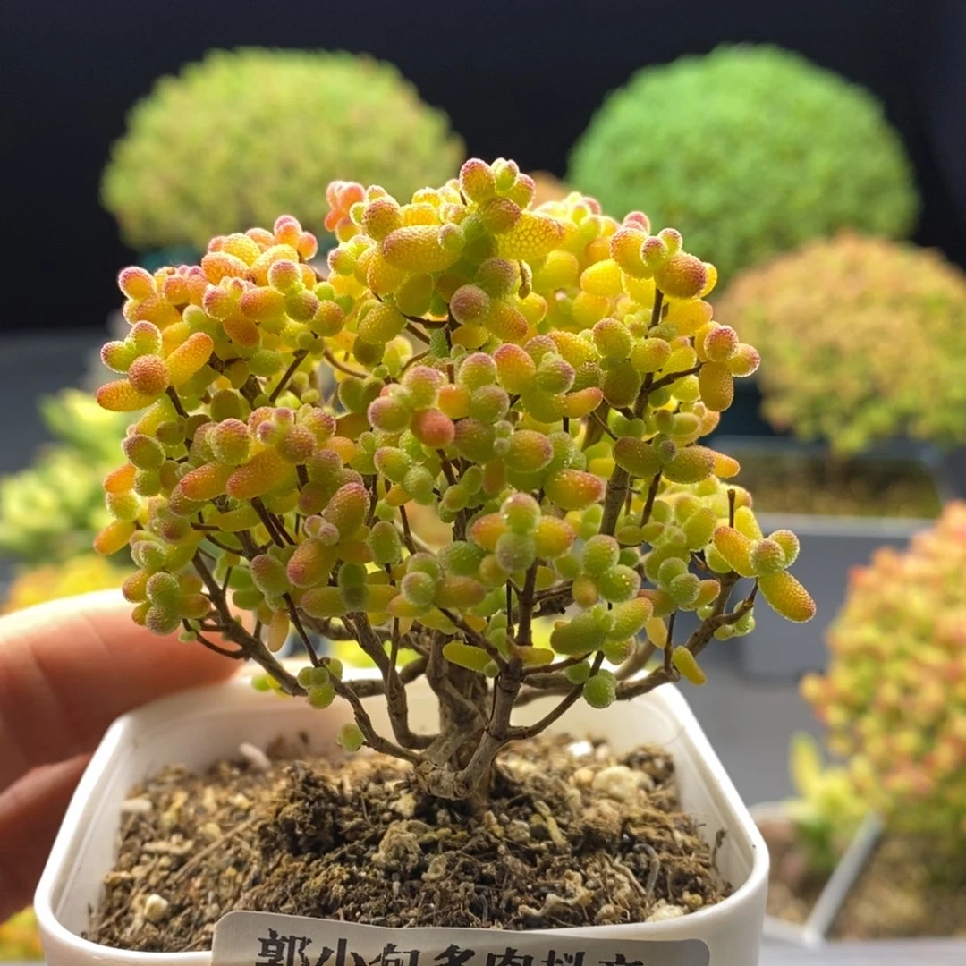 一***金320金桔糖球。