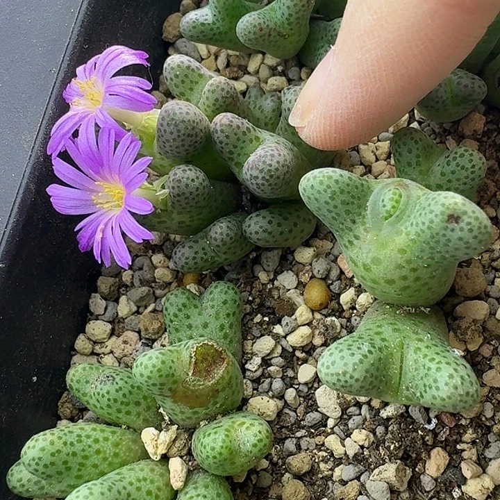 56号8头斑马一物一拍