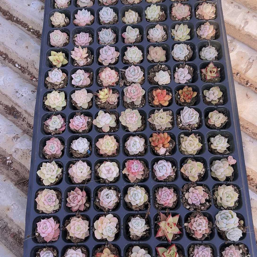 直播一物一拍多肉11