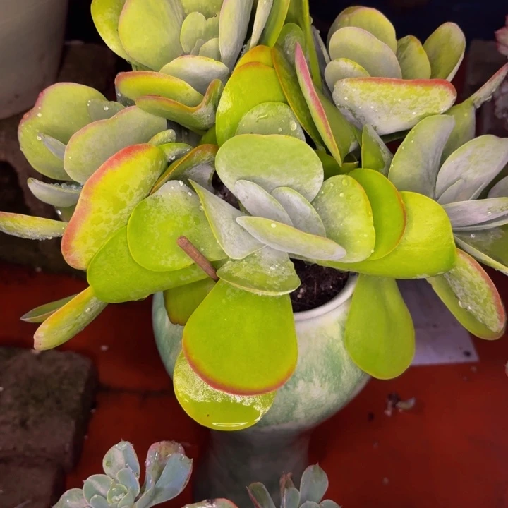 莲***子老桩精品肉肉唐印