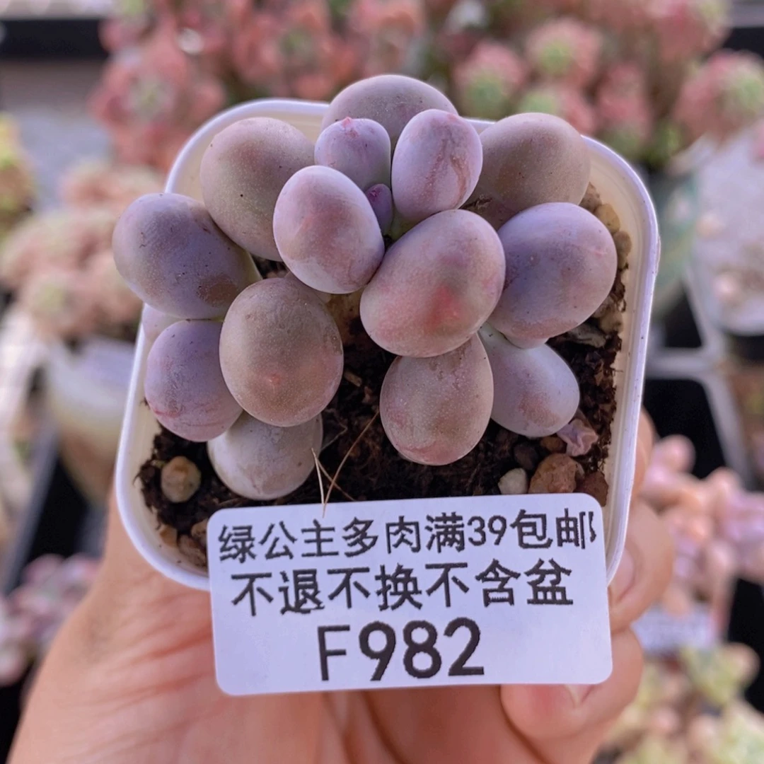 糖豆奶5cm982多肉植物