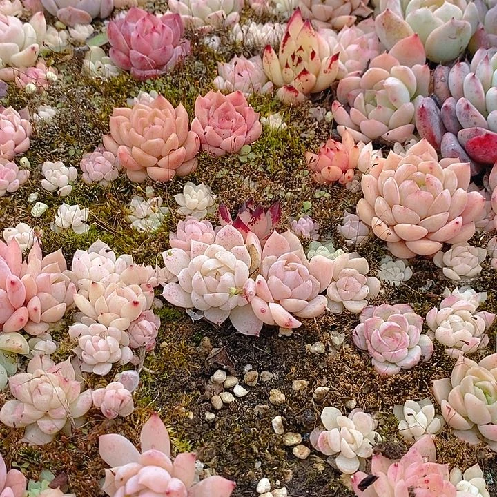 25 多肉植物盆栽花卉植物