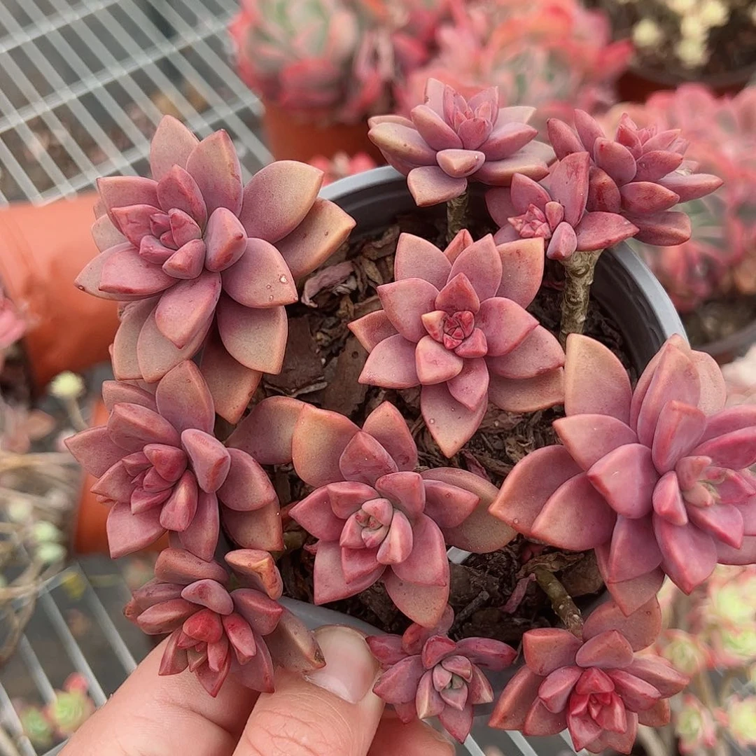 姬胧月散装带盆土一盆