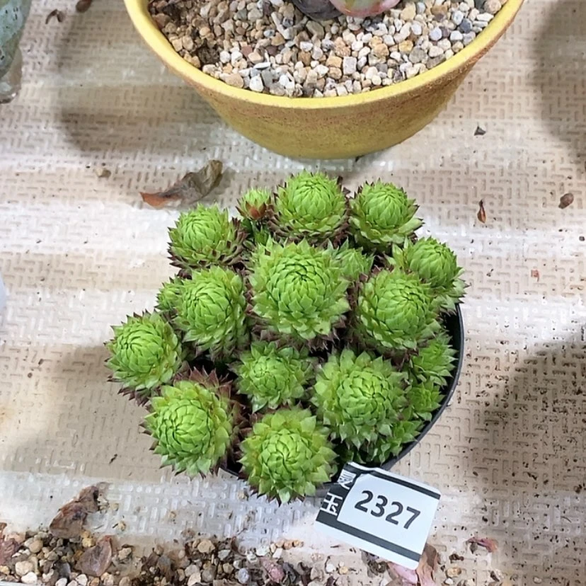 【闪购商品】橘子球2327