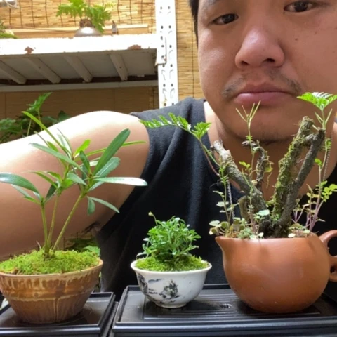 红陶一物一拍所见即所得265