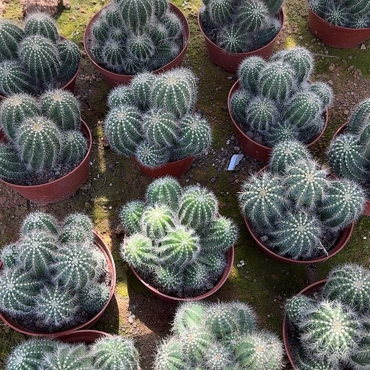 银冠 随机一棵。