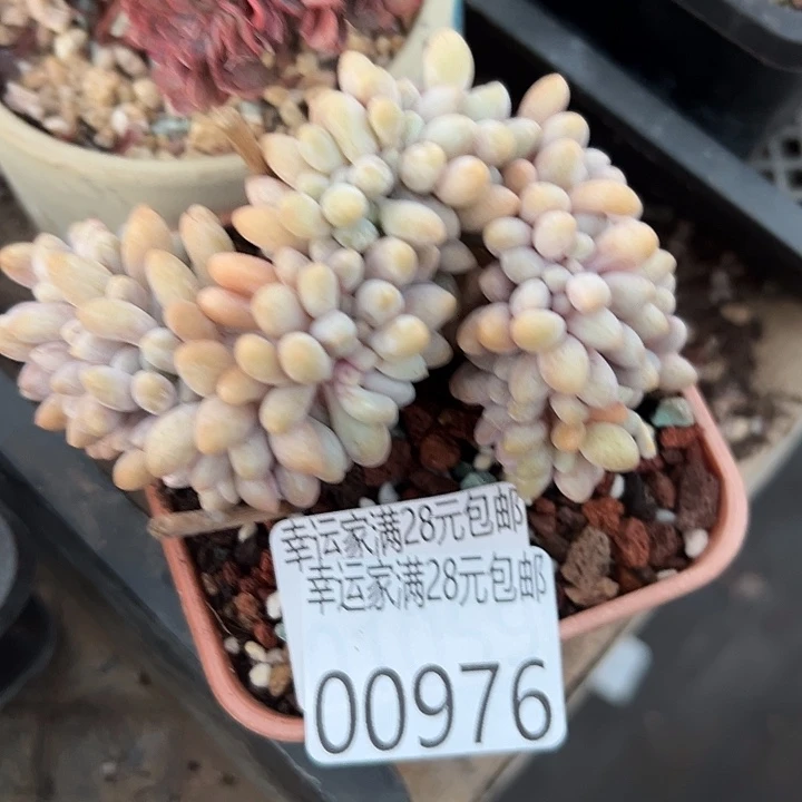 幸运的是你还没遇到幸运的