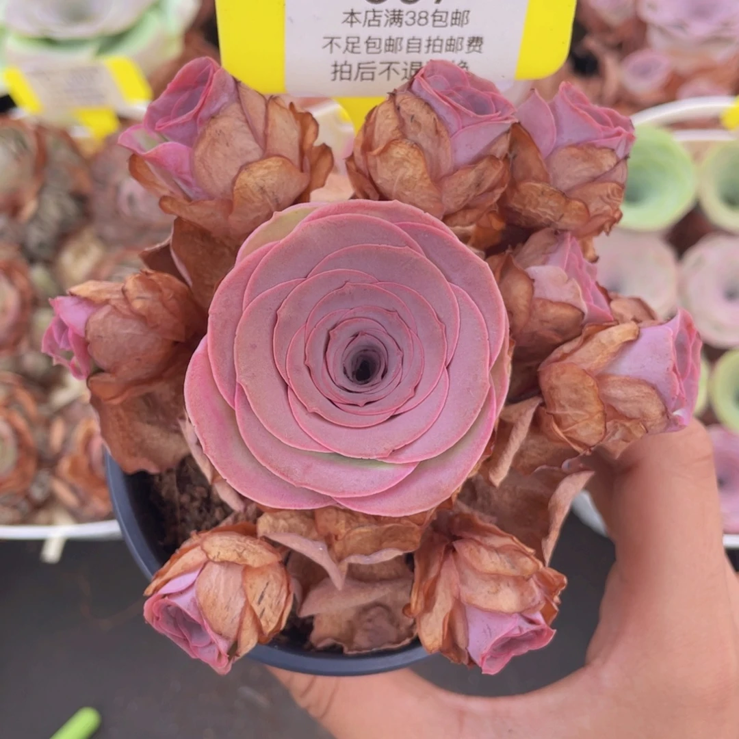 山地玫瑰607满38包邮裸根发货