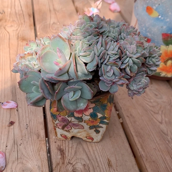 多肉植物白凤缀化