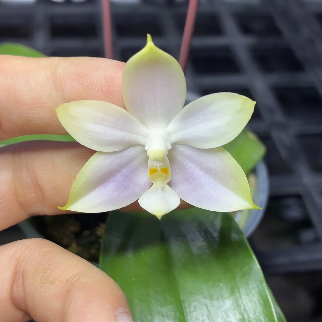 当前无花朵，栽培后可花朵A334yss1233