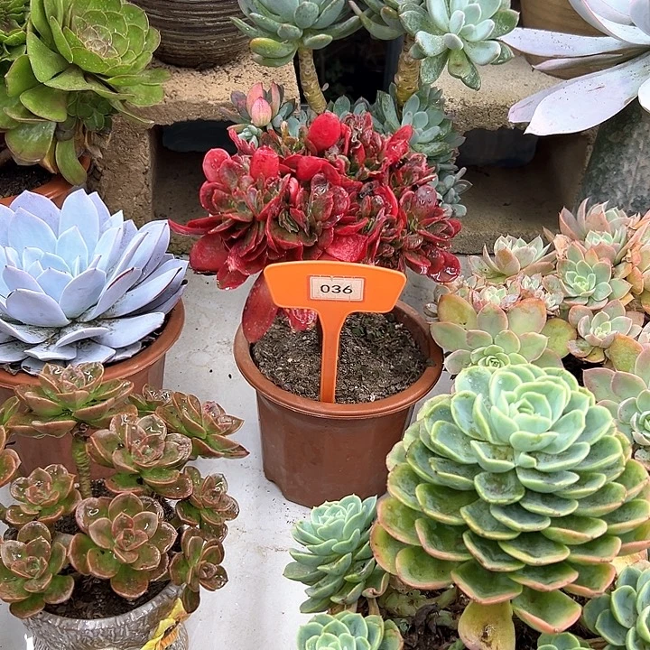 小***优红酒杯多肉植物036