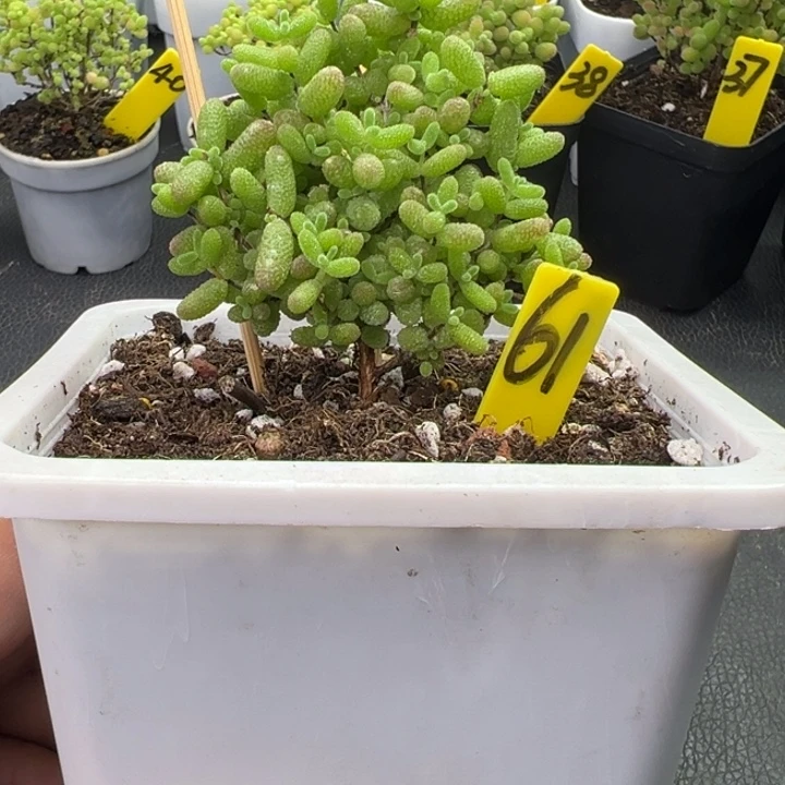 61号圣诞形蜜橘 一物一拍