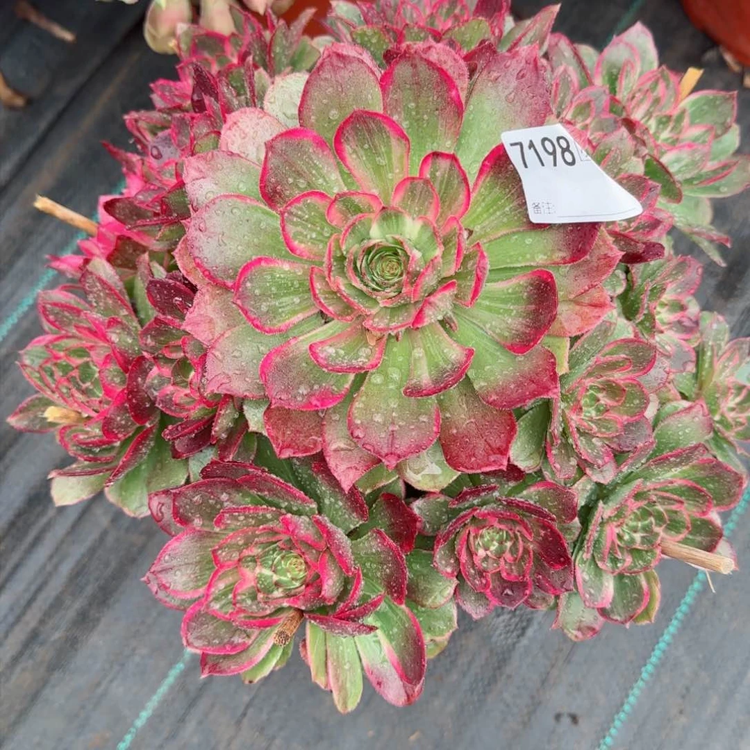 ?****笑7198莲花座多肉多肉