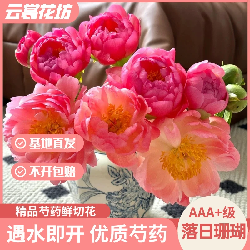 现货（落日珊瑚）山东菏泽鲜花芍药重瓣鲜切花基地直发现切现发
