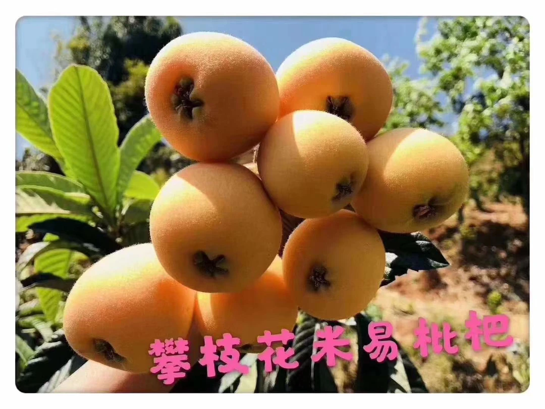 【顺丰速运】四川攀枝花米易枇杷果新鲜五星枇杷农家自种现摘现发