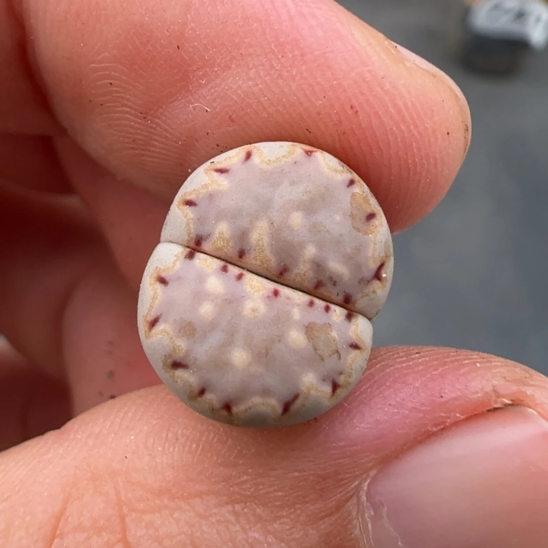 K***y9.27好看的多肉脱土发货