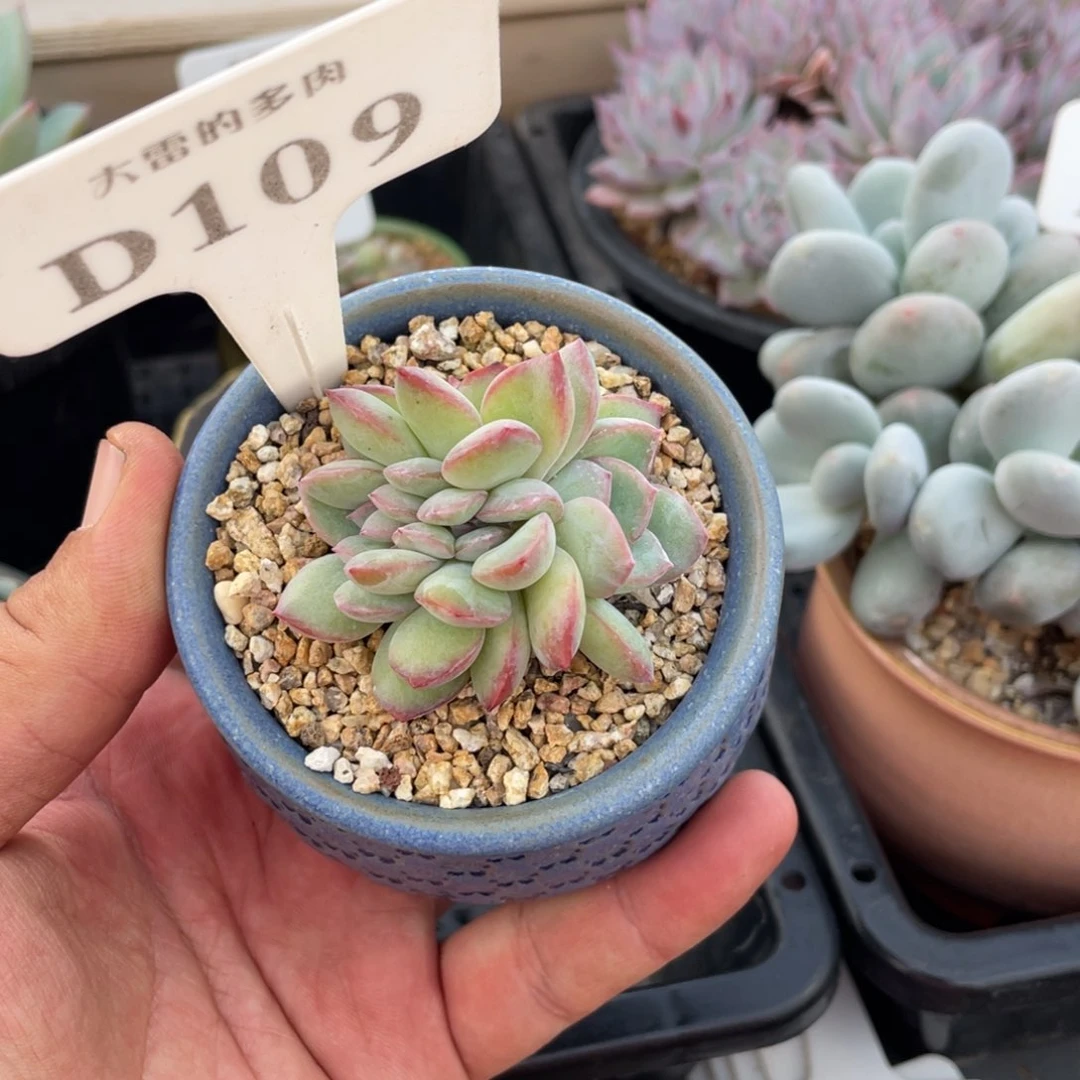 阿****?109泡芙不带盆啦啦