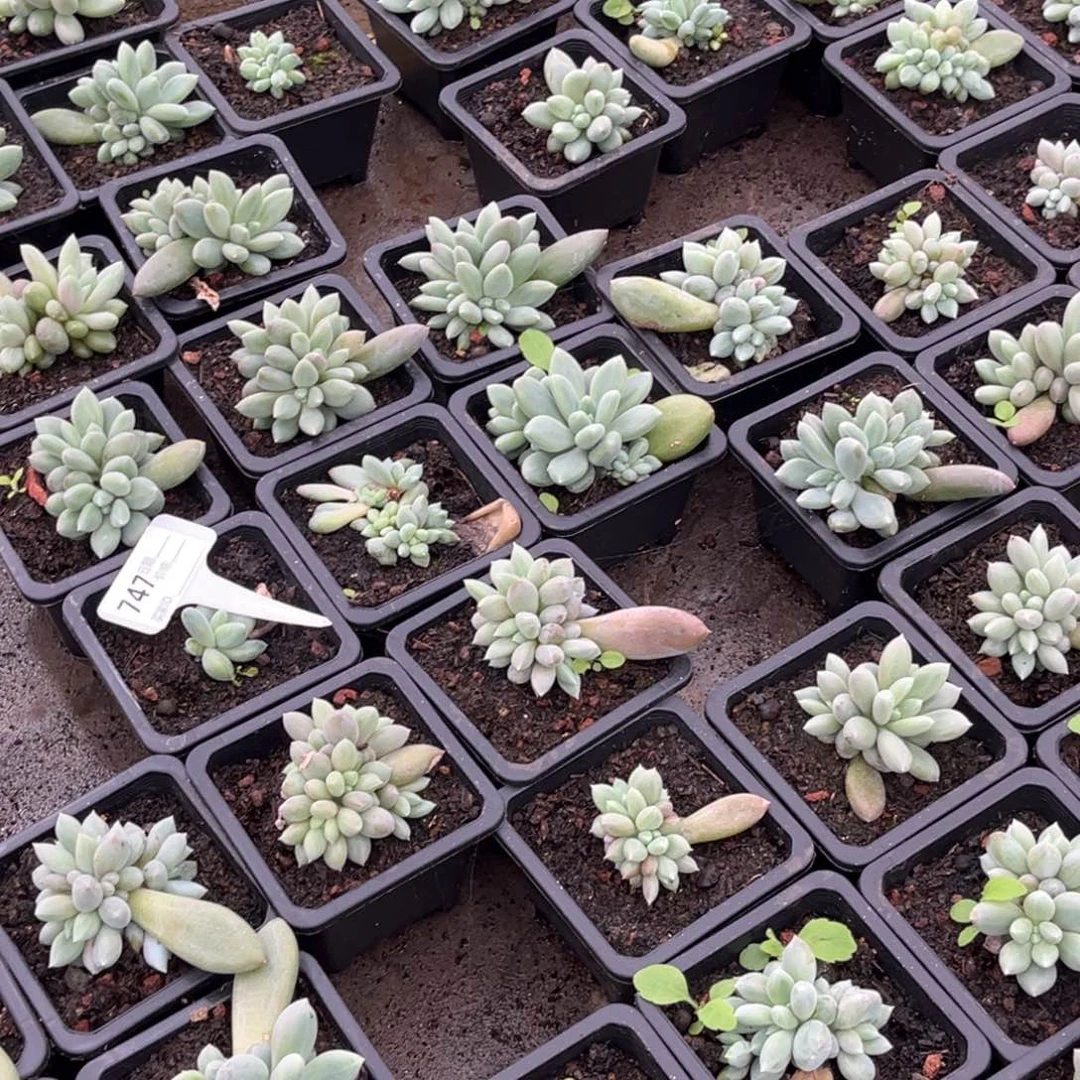 *****美人系多肉植物的