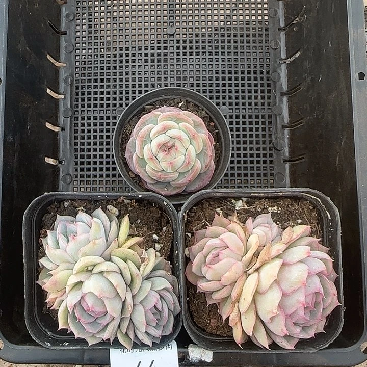 喜*花时光精品多肉44