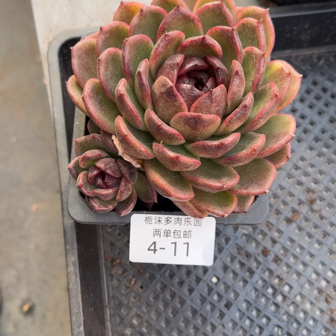 4-11黑水晶多肉植物